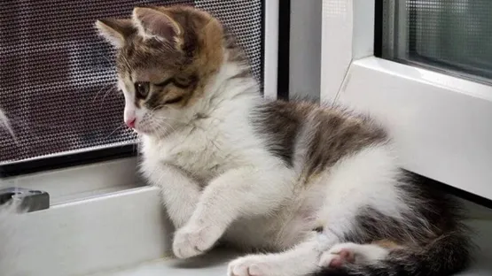Москитная сетка на окно - фото Москитная сетка на окно